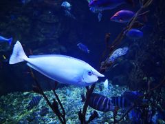 -太平洋海底世界