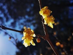 -香山公园