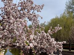 -海棠花溪(元大都城垣遗址公园)