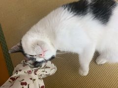 -猫在这儿猫咪咖啡馆·撸猫馆