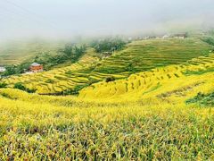 -紫鹊界梯田景区