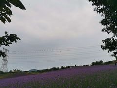-紫颐香薰山谷景区