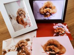 -读宠于你·约克夏比熊·睫角守宫·爬宠售卖(高新店)