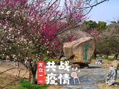 -香雪海