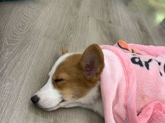 -浣熊柯尔鸭土拨鼠·电玩咖