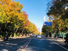-三里屯东五街银杏大道