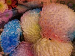-花鸟鱼虫鲜花绿植市场(玉泉路店)
