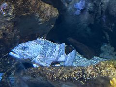 -瑞普利水族馆