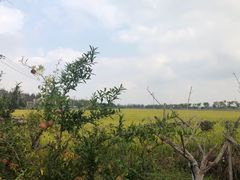-嘉北郊野公园