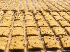 -西关竹园(荔枝湾店)