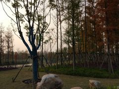 -上海长兴岛郊野公园