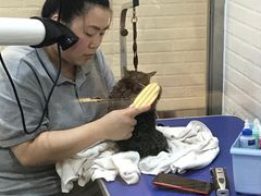 -PETKIT小佩宠物(古北店)