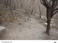 -北京西山国家森林公园