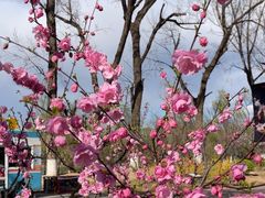 -朝阳公园游乐园