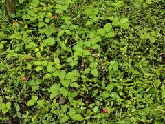 -盘龙城国家考古遗址公园