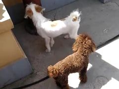 -波姐宠物家庭寄养