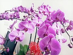 android_upload_pic-静岸花卉园艺(三星坊店)