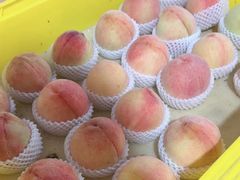 -老袁家蜜桃农场·阳山水蜜桃