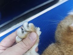 -博特宠物医院24h犬猫全科.骨科·异宠