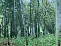 -宁波浙东大竹海景区