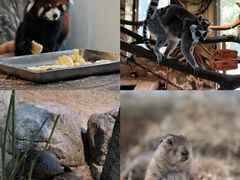 -海合安武汉极地海洋公园