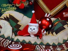 -超宠爱宠物摄影-Super pet