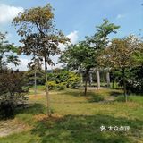 到花都炭步乡村游观后感！