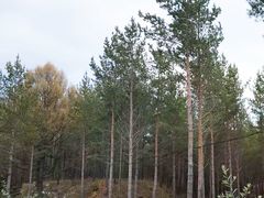 -塞罕坝国家级自然保护区