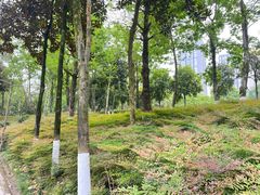 -重庆彩云湖湿地公园