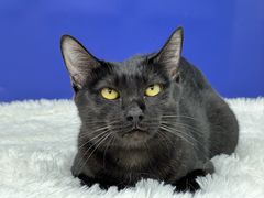 -爱洗澡的猫(天河路店)