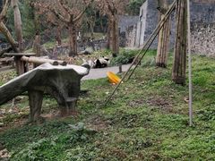 -都江堰中华大熊猫苑