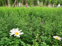 -大兴滨河森林公园