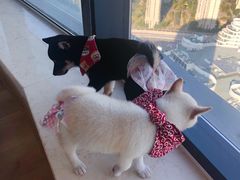 -柴犬小屋·柴餐厅·狗咖食堂(金鼎广场店)