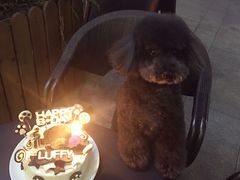 -Oh My Dog宠物沙龙(伊珊娜皮毛护理店)