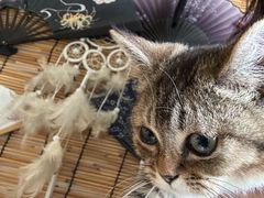 -楼上猫咖(罗湖店)