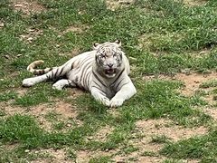 -西霞口神雕山野生动物世界