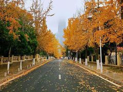 -八大关景区
