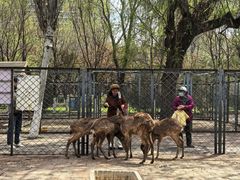 -长白岛森林公园