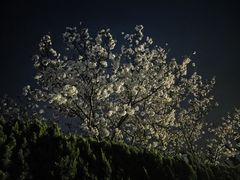 -平湖九龙山庄园圣马可酒店