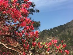 -木兰云雾山