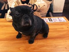 -more than meow吴止猫主题餐厅(承德 中船汇店)