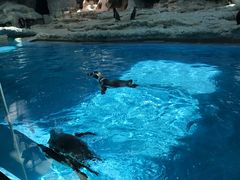 -帝企鹅自助餐厅•儿童岛•真企鹅(长隆企鹅酒店)