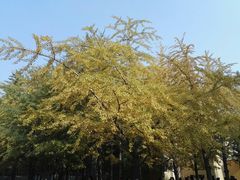 -辽宁大学(崇山校区)
