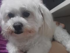 -美联众合动物医院·24h转诊中心