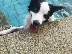 -趣玩宠物乐园寄养训犬训狗游泳池
