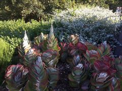-墨尔本皇家植物园