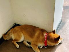 -啡语