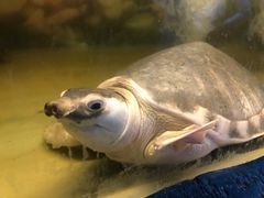 -上海大自然野生昆虫馆(东方明珠·爬宠昆虫探索中心)