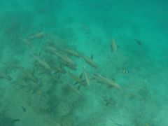 -卡帕莱度假村(西巴丹岛)