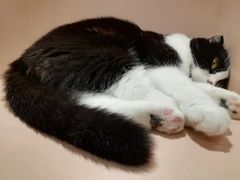 -猫儿山۰猫主题餐厅